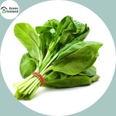 Picture of Natural Palong Shak Seeds - 50 Pcsee  Seeds