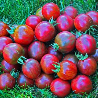 Picture of Egrow Red Black Tomato Seeds -25+ pcees plus Seeds