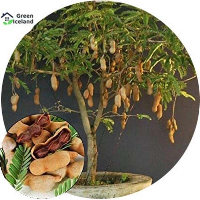 Picture of 10 Pcsee  Global Sweet Tamarind Fruit Bonsai Seeds-( 10 Pcs Seeds )