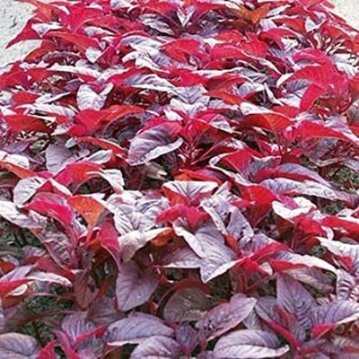 Picture of 200 pse Intack pack Red Amaranth Spinach JABAKUSUM - LAL SHAK Seed -