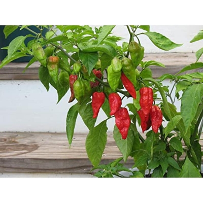Picture of Global Naga Pepper or Bombay Pepper Seed - 40 pcs Intack pack