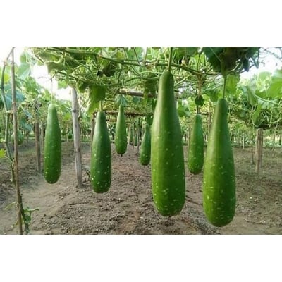 Picture of 10 pse Intack pack Long Greeb Bottle Gourd Seed