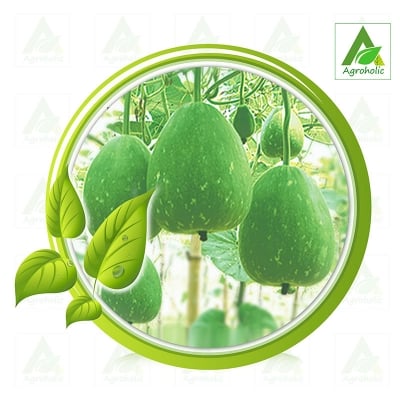 Picture of 10 Pse All sejon Bottle Gourd Seed Intack pacat