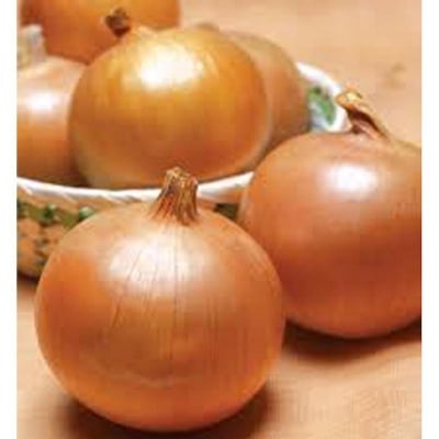 Picture of Onion Seed 50+ pise Intack pack