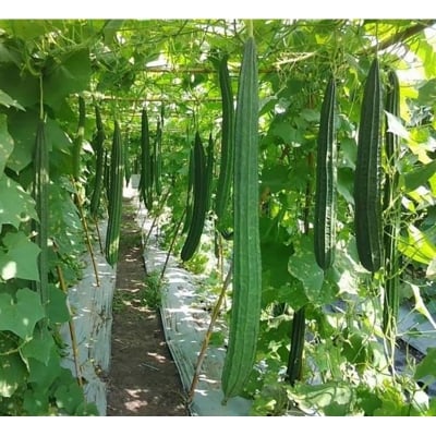 Picture of Shrimp seeds 10 pse Intack pacat