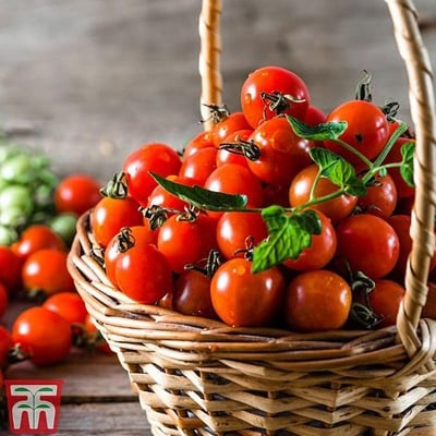 Picture of All sejon Tomato 30 +Pse Intack pack