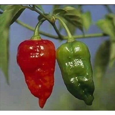 Picture of Naga Mirch Morich Seeds 25+ Pse Intack pack