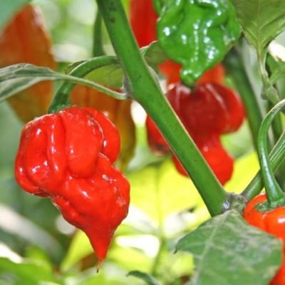 Picture of Naga Chili Seeds - 25pcs Intack pacat