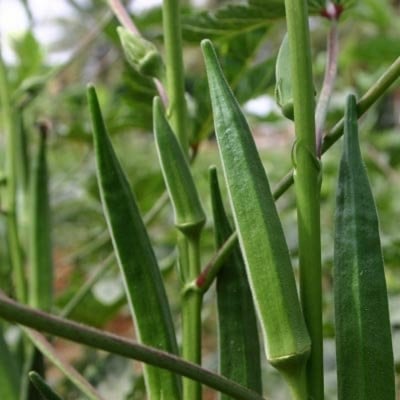 Picture of Ladies Finger Seeds - 50pcs  Intac Packet