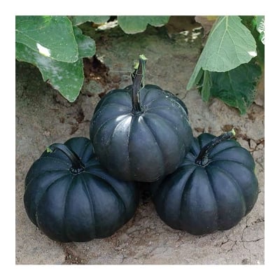 Picture of Misti Kumra Seeds All Season - Black Butee 10 pse Intack pack