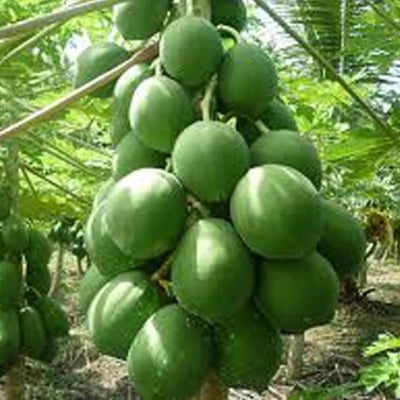 Picture of Hajari Papaya Seeds - 10 Pcs+ Seeds Intac pack