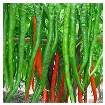 Picture of Long Green Chili Seed - 50 pcs. Intack pac