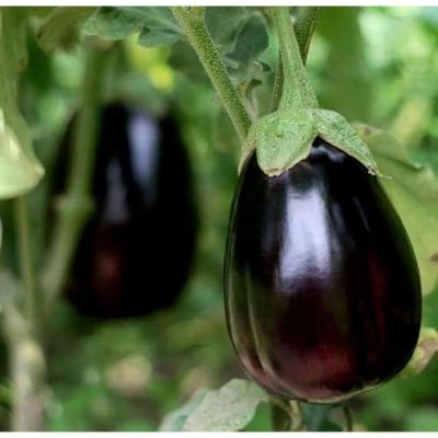 Picture of Black All Sejon Benjel 50 pce Intack pacat