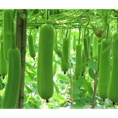 Picture of Long Green Bottle Gourd Seeds - 10 pcs