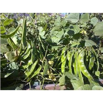 Picture of Bari Bean Seed 10 pse Intac Pacat
