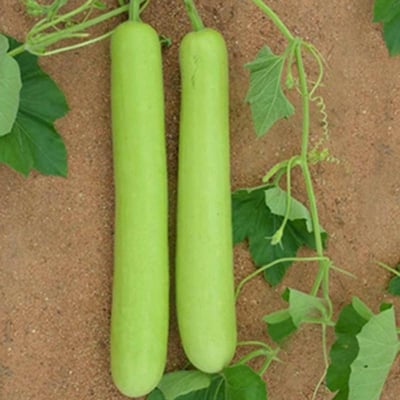 Picture of Long Green Bottle Gourd Seeds-10 Pieces