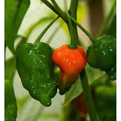 Picture of Bombai Morich Chili Seeds - 20+ Pieces