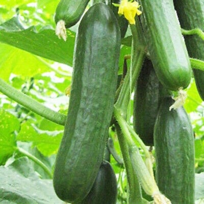 Picture of All Season Cucumber Seeds  30 Pse Intac Pacat