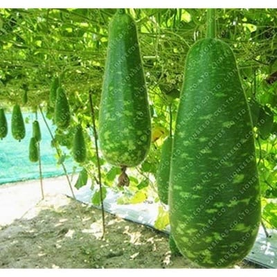 Picture of bottle gourd  All Sejon 10 Pse Intac Pacat