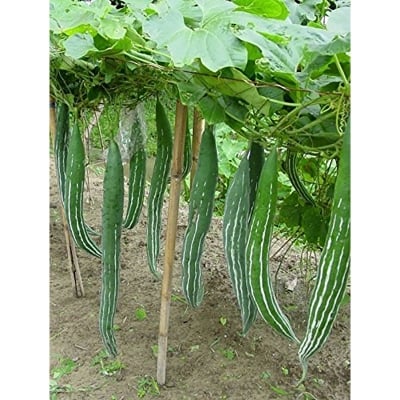Picture of Snake Gourd Seeds- 30+ Pieces Intack Pacat