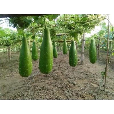 Picture of Bottle Gourd Seeds - 12 pcs Intack Pacat