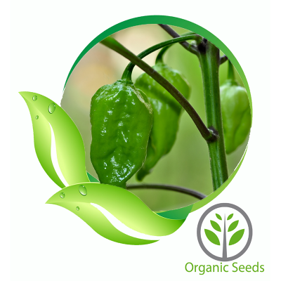 Picture of Naga Bombay Chili Seeds 10p - Green