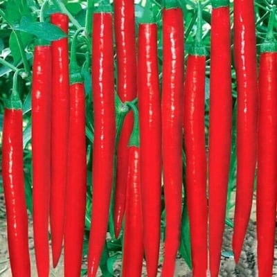 Picture of Long Red Chilli Peppers Plants Seed 50+ pse Intack Pacat