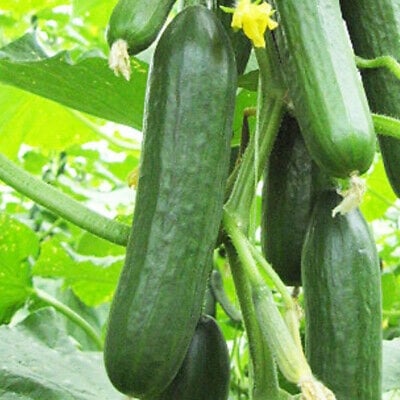 Picture of Cucumber/Sosa seed - 20 pieces Intack Pacat