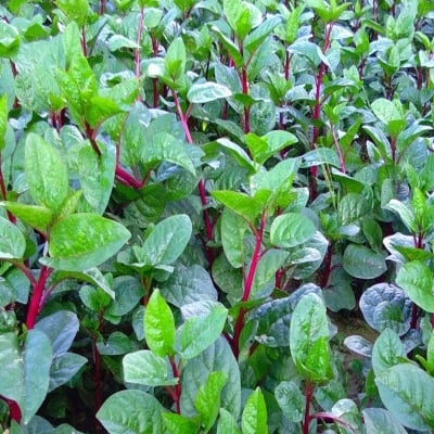 Picture of Red Puishak Mota Data Seeds - 50 pse Intack Pacat