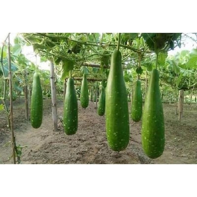 Picture of Deshi Low 10 pse Seed - 1 Pack