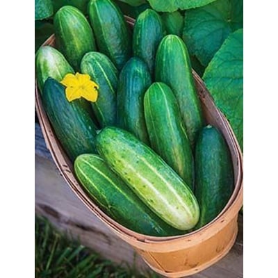 Picture of Cucumber/Sosa seed - 20+ pieces  Intack Pacat