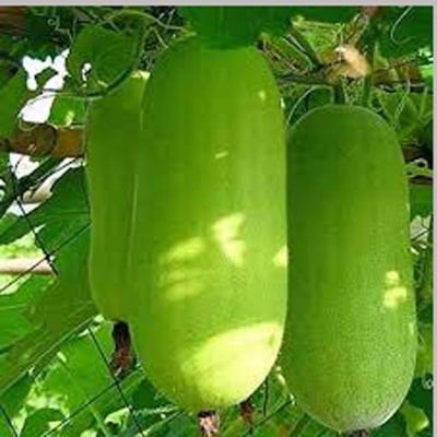 Picture of Chalkumra  Seed 10 Pse Intack pacat