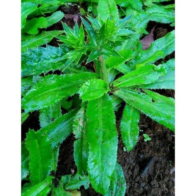 Picture of Garden/tob Bilati Coriander-50 pcsee seeds