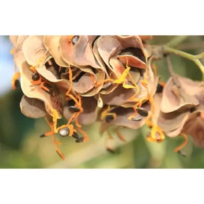 Picture of Akashmani Tree Seeds -30 Pcsee seedss