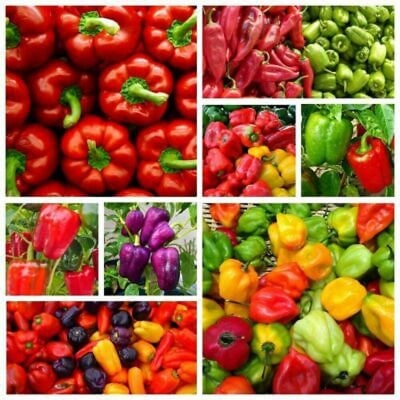 Picture of Mixed Yellow Puple Red Green White Sweet Bell Hot Pepper chili bonsai Vegetables Paprika   10 pse