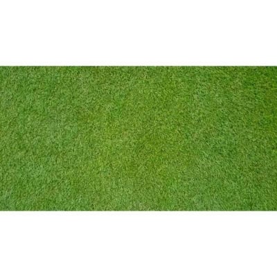 Picture of Hybrid Lawn Grass- 1000 Pcs Seeds (Intek Packet) 1000Psee