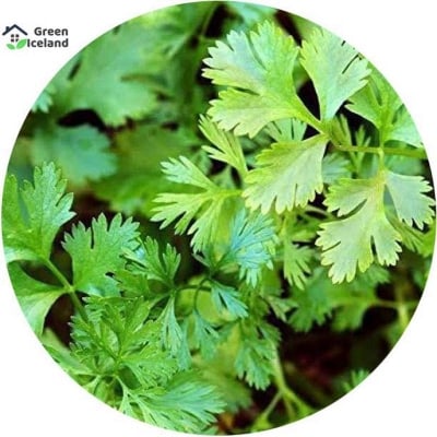 Picture of All Season Dhoniya Pata Seeds - 50 Pcs Seeds