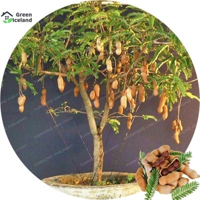 Picture of 5 Pcsee  All Season Sweet Tamarind Fruit Bonsai Seeds (5 Pcsee Seeds  ) Sweet