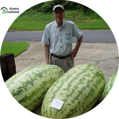 Picture of Lazy Melon King Watermelon Bonsai Red Meat Garden Balcony Potted Vegetables 10Pcse seed