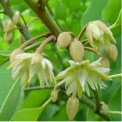 Picture of Seedlings of Bud Flowers -20 Pcsee seeds