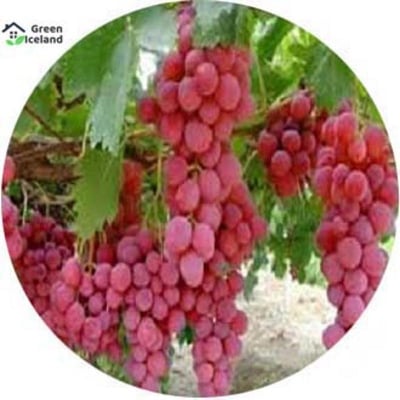 Picture of 10+Pcsee Red Pearl Raisin Fruit seeds Bonsai Orchard Sweet Grape seeds Farm Outdoor Bonsai Plants Potted for Home Garden Supplies-10+Pcsee  seeds