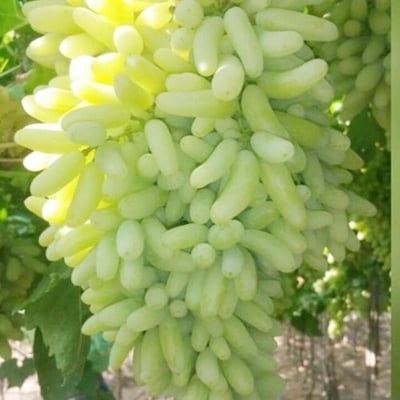 Picture of 10 Pcs Rare Long Green Grape Organic Fruit Natural Grapes Seeds Tob Terrace For Home Garden (