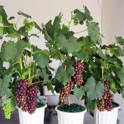 Picture of Kashmir Grape Bonsai Seeds for tob and terrace - 10 Pieces