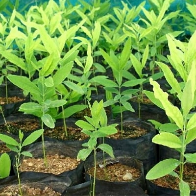 Picture of Blood Sandalwood Tree Seeds- 5Pcs seedss