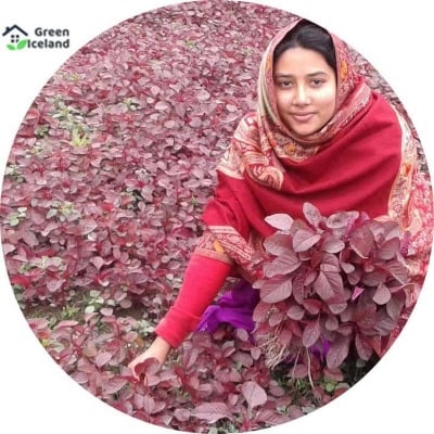 Picture of 1000 Pcs Lal Shak/ Red spinach Seeds