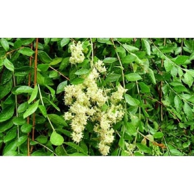 Picture of Mehedi Tree Seeds - 40 pcs s