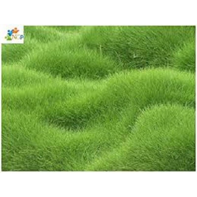 Picture of 200+ Pcs Lawn Grass Seeds - 200+ Pcs Seeds (Imported Global Seeds)s