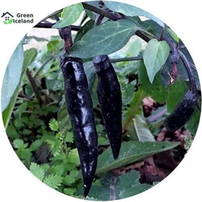 Picture of All Season Black Chili Seeds - 10 Pcs Seeds
