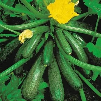 Picture of Squash Intack pack (All Season) - 5 Seeds