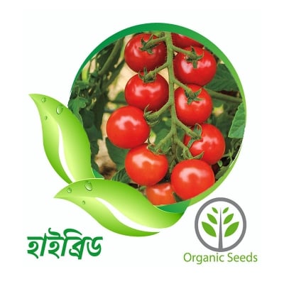 Picture of Hajari Tomato 50 Pse Intack pack